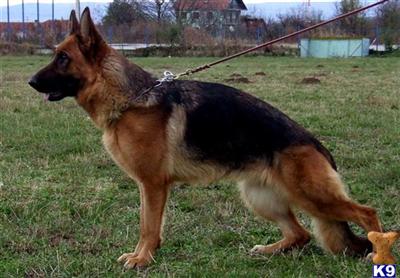 Dogs - German Shepherd